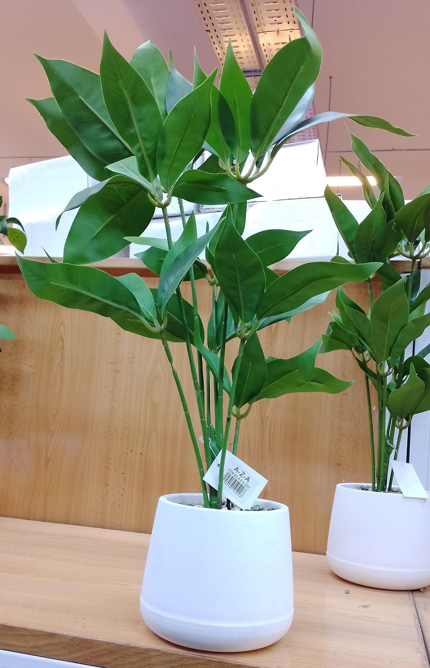 Plante Décorative Intérieure Pot Blanc