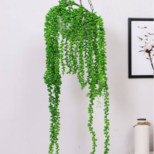 Plantes Suspendues Vert Naturel