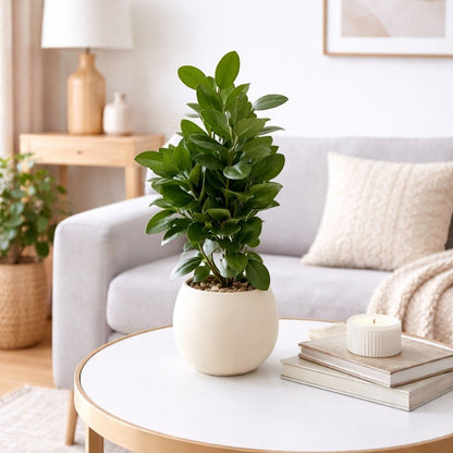 Plante Décorative Intérieure Pot Blanc