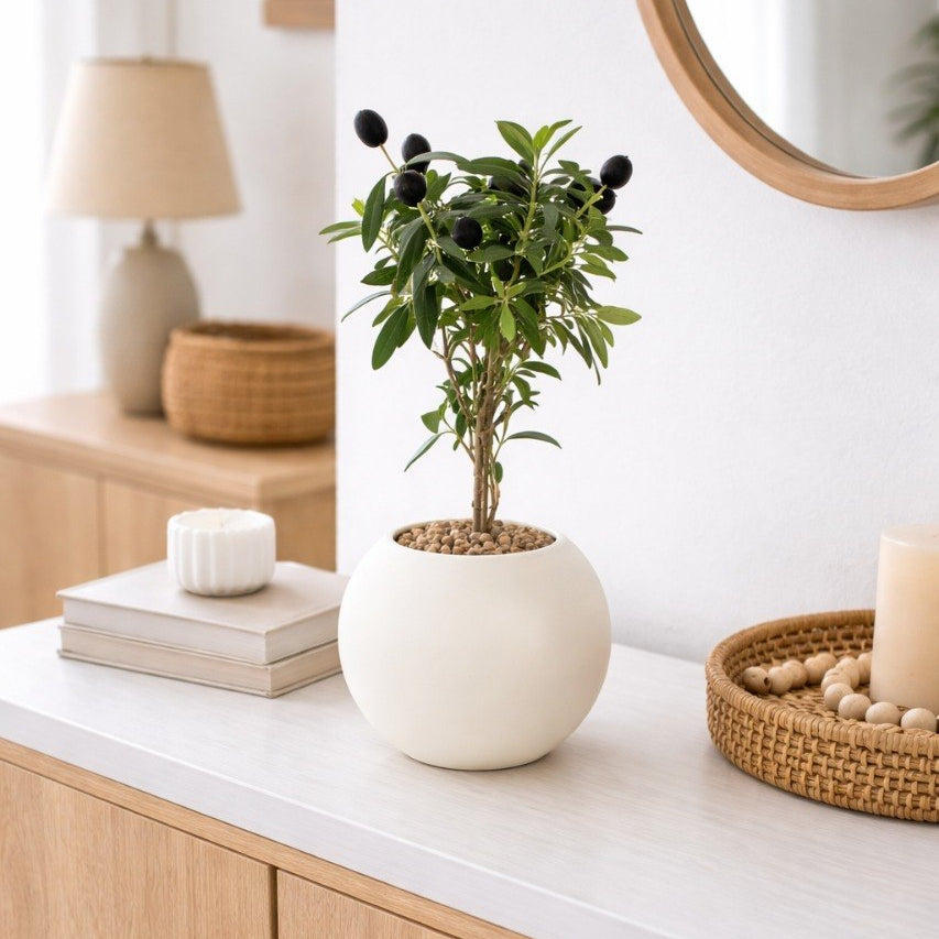 Plante Décorative Intérieure Pot Blanc