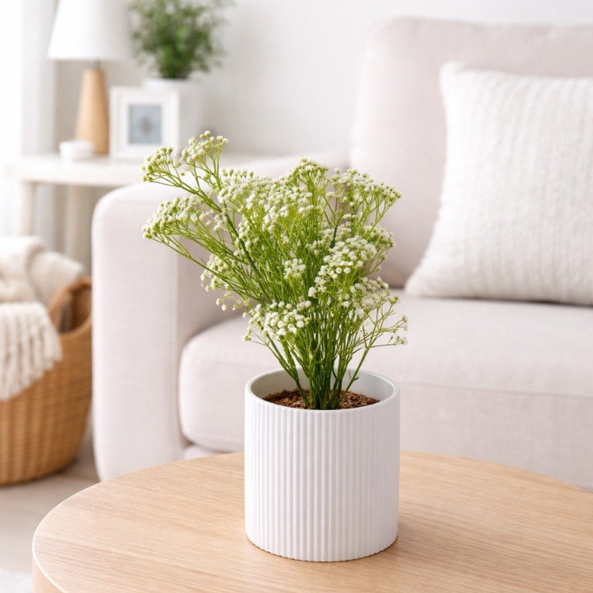 Plante Décorative Intérieure Pot Blanc